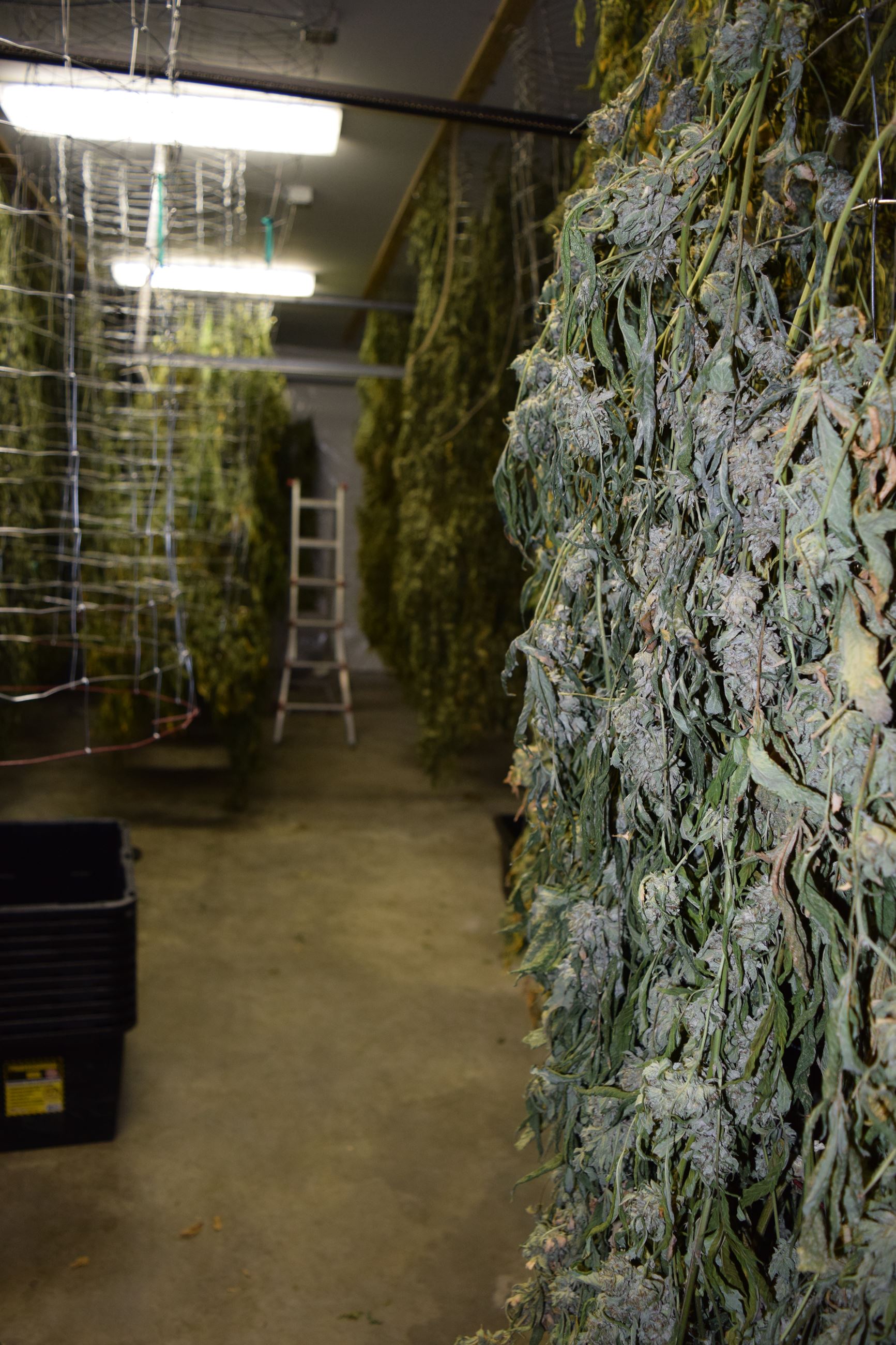 Drying Marijuana - Marijuana Arrest Case 201603005